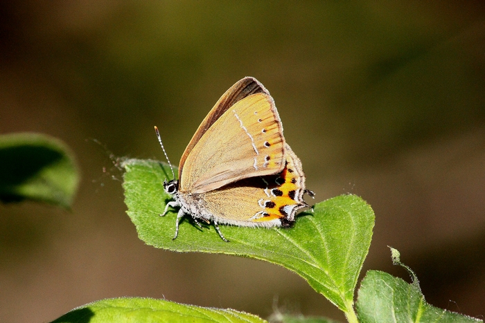 Iris e farfalle ter